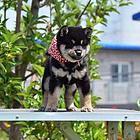 赛级柴犬价格 赤红色柴犬 黑色柴犬 低价出售中