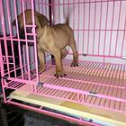 上饶【十年老店】常年繁殖优质血统沙皮幼犬