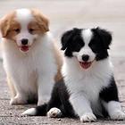 出售边牧幼犬 纯种七白赛级边境牧羊犬纯种幼犬出售