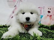 泰安哪里有卖萨摩耶犬，萨摩耶市场价格
