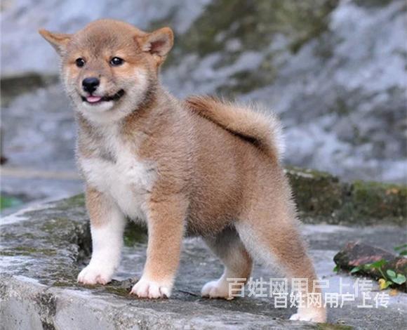 吐鲁番哈士奇繁殖场哈士奇犬舍联系方式的图片