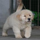 纯种健康金毛幼犬、品种齐全纯正血统 品质有保证