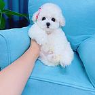 南平那个正规犬舍出售小体比熊幼犬纯种比熊价格