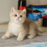 安徽马鞍山纯血英短金渐层猫舍特惠