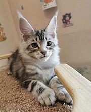 哪里有缅因猫卖的 缅因猫价格贵吗 疫苗齐全包健康