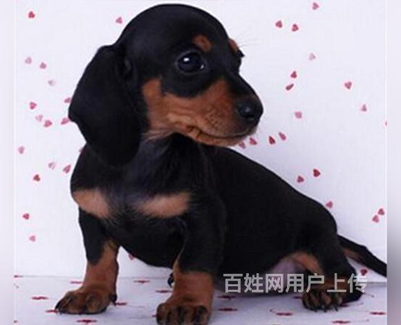 北京本地高品质腊肠犬幼犬 专业繁殖保健康 免疫齐全全国发货