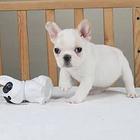纯种法国斗牛犬 红牛 奶油色法牛