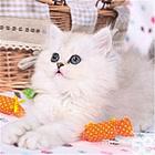 浙江台州纯种双血统豹猫一般多少钱