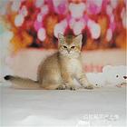 江西抚州英短金渐层幼崽价格