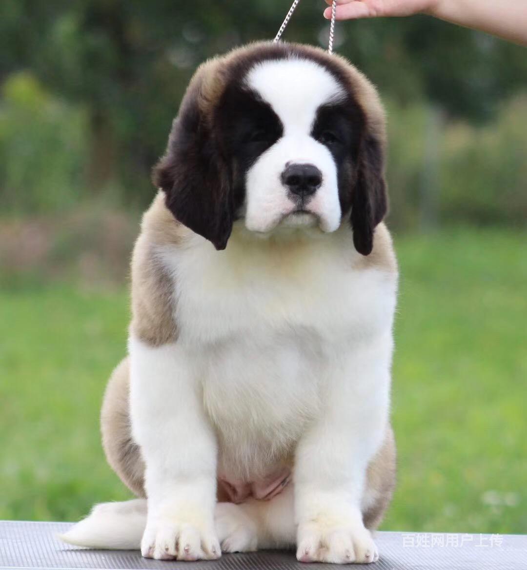 哪里有出售圣伯纳犬的圣伯纳幼崽什么价格两三个月的圣