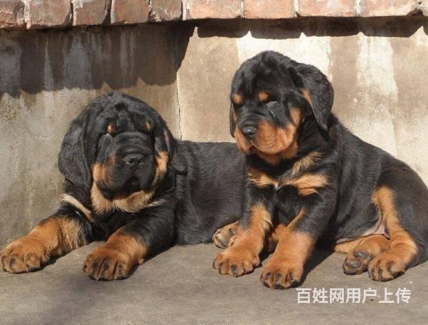 北京哪里卖罗威纳犬纯种罗威纳犬保成活狗场直销