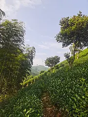 秋肥准备开施 品质源于科学培养 小戴白茶