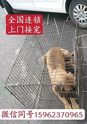 邵东宠物托运{猫咪狗狗}活体速寄（承接所有活体运输安全高效2