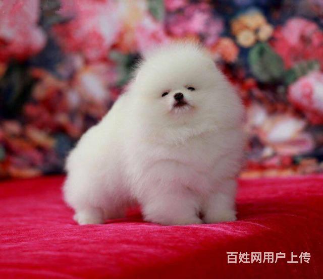 球体博美犬、纯白色博美DD、实物图的图片