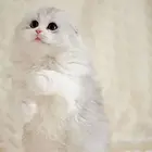 哪里有折耳猫卖的 无病无廯 双血统折耳猫多少钱