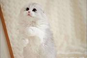 哪里有折耳猫卖的 无病无廯 双血统折耳猫多少钱