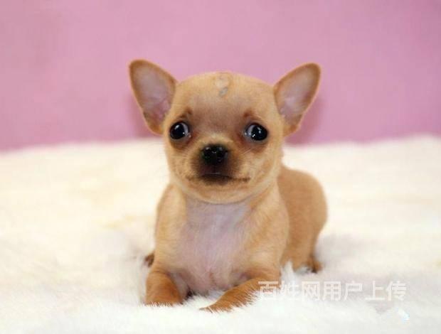 纯种吉娃娃犬 墨西哥小体吉娃娃 保健康 颜色齐全