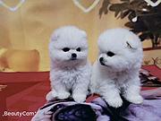 通辽哪里有博美卖 博美犬舍信息