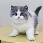 哪里有短毛猫卖的 纯种健康 短毛猫有什么习惯
