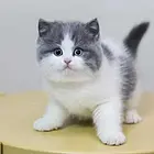 哪里有短毛猫卖的 纯种健康 短毛猫有什么习惯