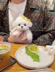 南平那个正规犬舍出售纯种比熊幼犬 比熊多少钱