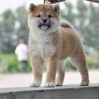 精品日本柴犬赛级犬证书芯片齐全 签订协议保证