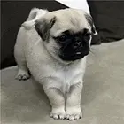 本溪【*推荐】巴哥犬舍‖巴哥养殖场