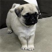嘉兴【*推荐】巴哥犬舍‖巴哥养殖场