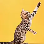 哪里有卖孟加拉豹猫的 无病无癣 包纯种健康
