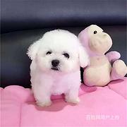 白山纯种泰迪价位泰迪犬舍联系方式