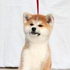 纯种秋田犬,健康血统有保障, 纯种秋田犬舍