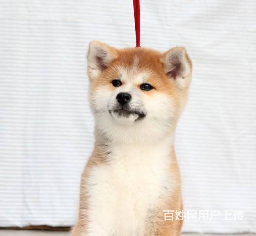 出售纯种秋田犬-血统纯正健康-品相漂亮-放心选购吧的图片