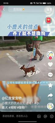 转让小型贵宾犬