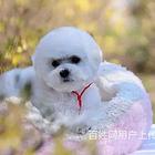 吐鲁番纯种比熊价位知名比熊犬舍