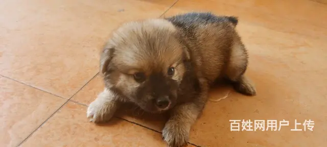 中华田园犬幼犬的图片
