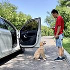 训狗、训犬，专注宠物伴侣犬习惯训练