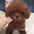 甘孜纯种博美价位知名博美犬舍