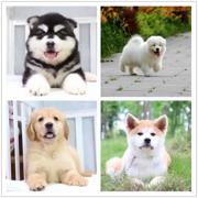 钦州犬舍地址卖狗的地方
