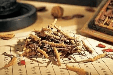 蚌埠冬虫夏草回收