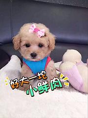 玉溪纯种泰迪哪儿有卖的泰迪市场价多少钱