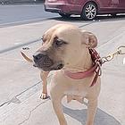 本人专业养殖比特战犬
