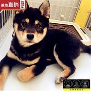 包头柴犬犬舍地址 柴犬基地电话联系方式