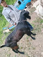 公山羊