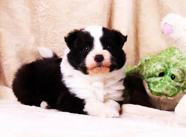 纯种健康白金血系边牧幼犬 高智商 疫苗做齐公母都有的图片