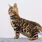 黄石出售纯种孟加拉豹猫 豹猫图片纯种豹猫多少钱