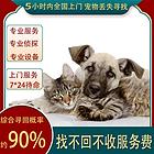安阳专业找猫团队找不到要付钱吗安阳找猫团队