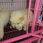 白山狗场卖松狮，狗场松狮多少钱一只