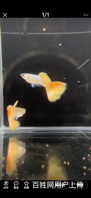 黄金马特力孔雀鱼的图片
