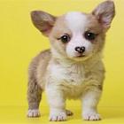 荆州出售纯种双色三色柯基犬柯基犬 保证健康 签订协