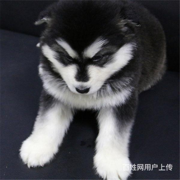 通辽纯种阿拉斯加去哪儿卖▲纯种阿拉斯加犬舍的图片